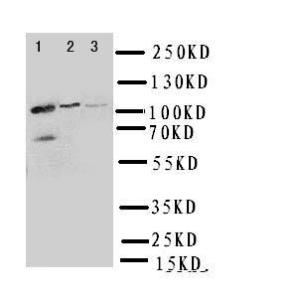 Anti-Myosin Phosphatase Rabbit Polyclonal Antibody