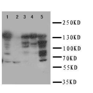 Anti-RFC1 Rabbit Polyclonal Antibody