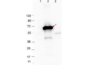 Anti-CRASP-2 antibody (RB)