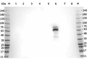 MYELOPeroxidase antibody 500 µg