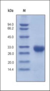 The purity of rh TIMP1 was determined by DTT-reduced (+) SDS-PAGE and staining overnight with Coomassie Blue.