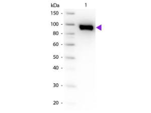 PLASMINOGEN antibody 100 µg