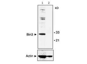 BIN3 antibody 100 µg
