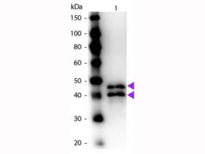 OVALBUMIN antibody (HRP) 25 µl