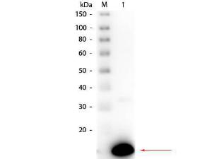 RIB A antibody HRP 100 µg