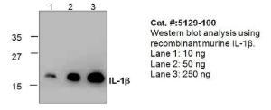 Anti-Murine IL-1β Polyclonal Antibody