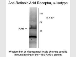 Retinoic acid receptor alpha A