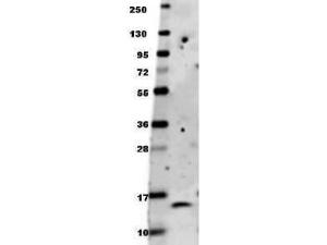 Anti-BDNF (RB) antibody