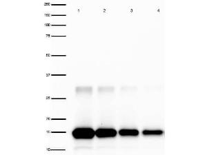 IL-2 antibody peroxidasease conjugation