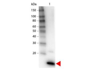 IL-4 antibody biotin conjugation 10