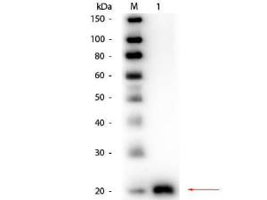 VEGF antibody biotin conjugation 10