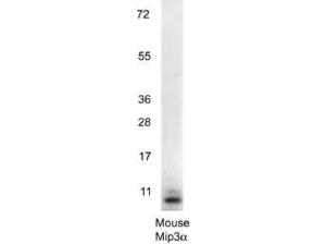 Anti-mouse MIP-3 100 µg