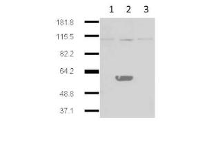 IDO2 antibody 25 µl
