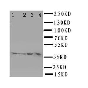 Anti-CD1D Rabbit Polyclonal Antibody