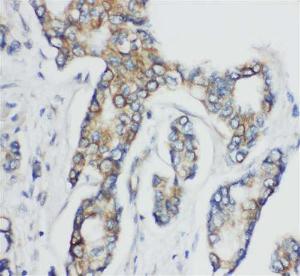 Anti-CD1D Rabbit Polyclonal Antibody