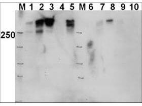 Antibody(RB)DNA PT 2609 100 µg