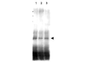 MER2 PAN antibody (Rabbit)