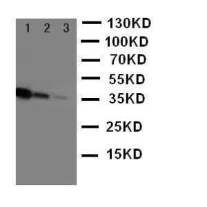 Anti-CD163 Rabbit Polyclonal Antibody