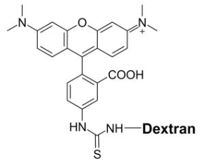 Tritc-dextran conj µg 21706 25 mg