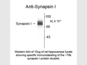 Syanapsin I antibody 10 UG