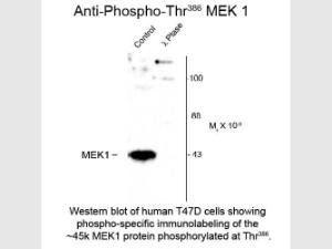 MEK1 phospho T386 antibody 100