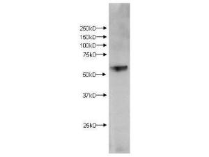 KMO antibody 100 µg
