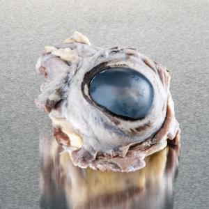 Ward's® Pure Preserved™ Cow Eyes