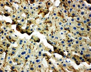 Anti-TJP2 Rabbit Polyclonal Antibody