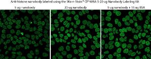 Anti-histone nanobody was labeled using the Mix-n-Stain™ CF®488A 5 - 20 µg nanobody labeling kit, then used to stain methanol-fixed HeLa cells at 2 µg/ml