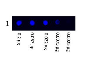 fluorescein Anti-human IgG 1 mg