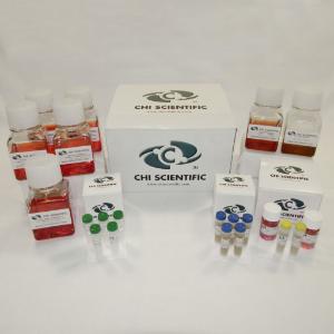 PrimaCell™, Human Osteoblast Cell Culture Kit, CHI Scientific