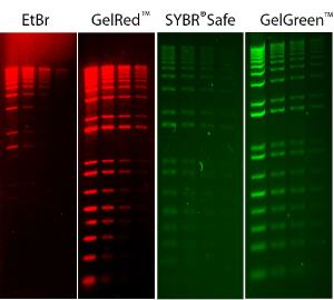 Comparison of GelRed™ with ethidium bromide (EtBr) and GelGreen™ with SYBR Safe in precast and post-electrophoresis gel staining respectively showing serial dilutions (200 ng, 100 ng, 50 ng and 25 ng from left to right)of the 1 kb Plus DNA Ladder (Invitrogen) loaded on a 1% agarose gel in TBEbuffer.