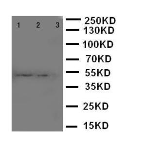 Anti-CD68 Rabbit Polyclonal Antibody