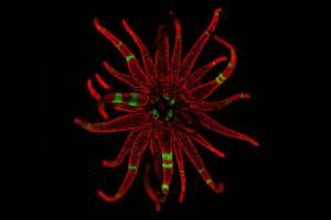 Sea anemone polyp