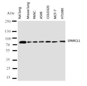 Anti-SPARCL1 Rabbit Polyclonal Antibody