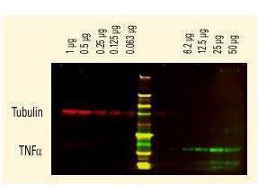 Rat IgG (H/L) antibody800 conjugation