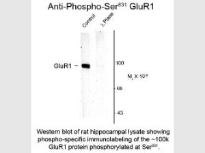 GLUR1 phospho S831 antibody 15