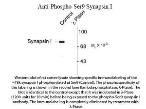 Syanapsin I phospho S9 antibody