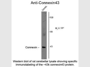 Connexin 43 antibody 100 µl