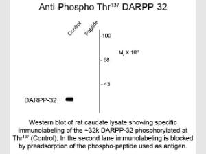 DARPP-32 phospho S137 antibody