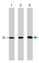 Anti-BCL2L1 Mouse Monoclonal Antibody [clone: 2H12]