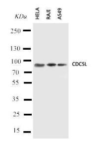 Anti-CDC5L Rabbit Polyclonal Antibody