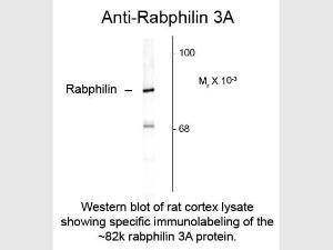 Rabphilin 3A antibody 100 µl