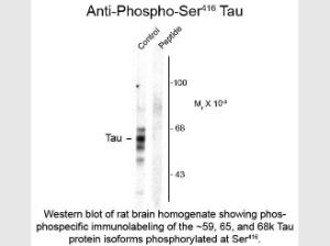 TAU phospho S416 antibody 100U