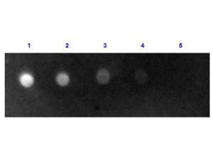 Rabbit-A-Sheep IgG (H+L) 2 mg