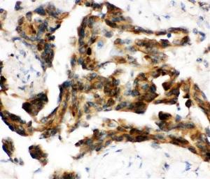 Anti-CDC37 Rabbit Polyclonal Antibody
