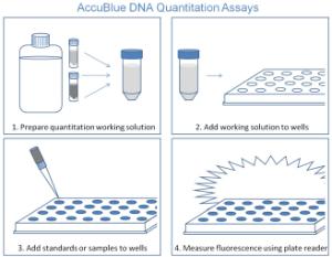 dsDNA quantitation kit, AccuBlue®
