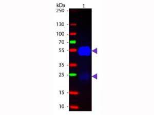 FITC FAB FRAG Anti-rabbit IgG