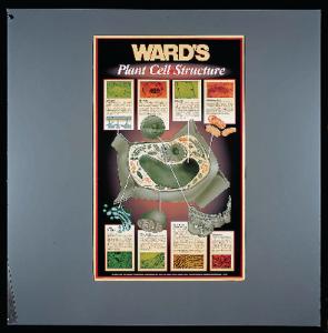 Ward's® Plant And Animal Cell Structure Poster Sets