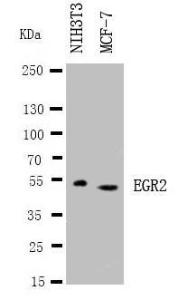 Anti-EGR2 Rabbit Polyclonal Antibody